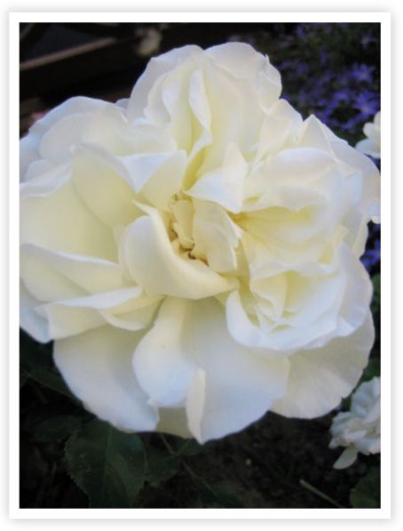 hvid-rose.jpg